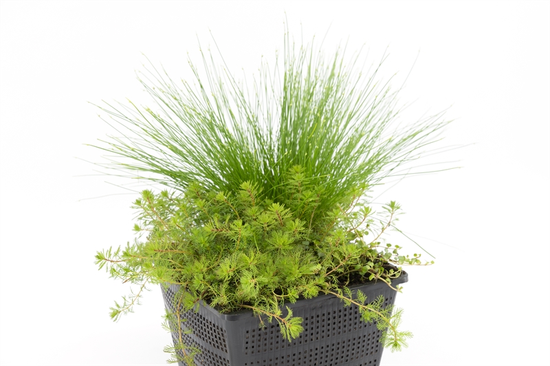 Mix mand 18 cm met 3 zuurstofplanten