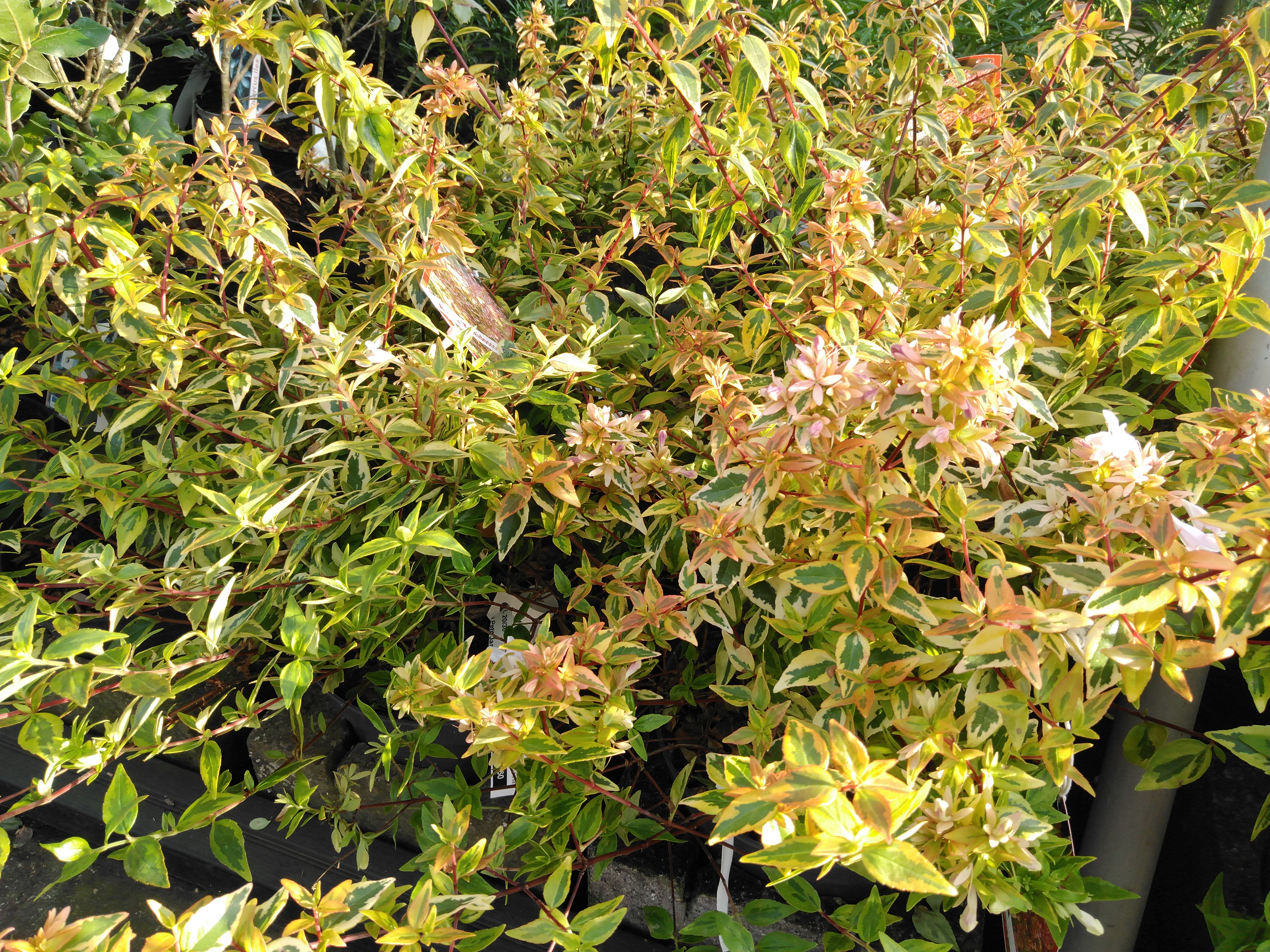 Abelia grandiflora 'Kaleidoscoop'