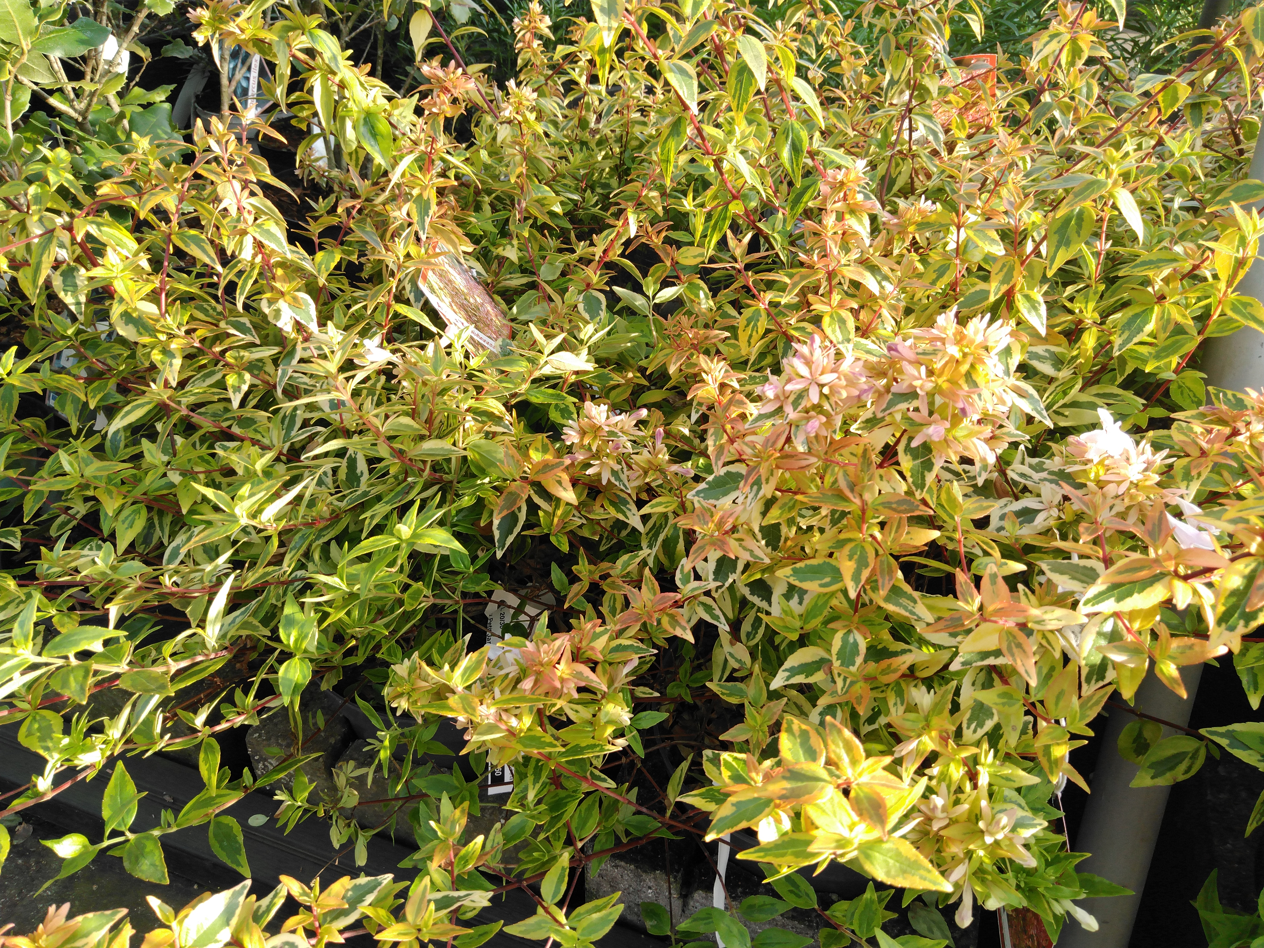 Abelia grandiflora 'Kaleidoscoop' Abelia grandiflora 'Kaleidoscoop'