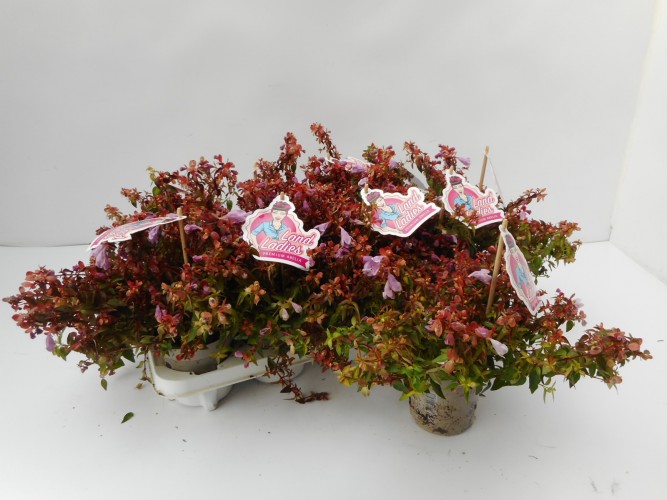 Abelia grandiflora 'Pink Lady'