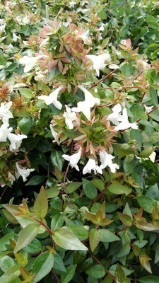 Abelia grandiflora 'Prostrata' Abelia grandiflora 'Prostrata'