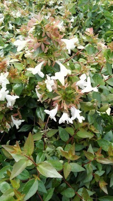 Abelia grandiflora 'Prostrata'