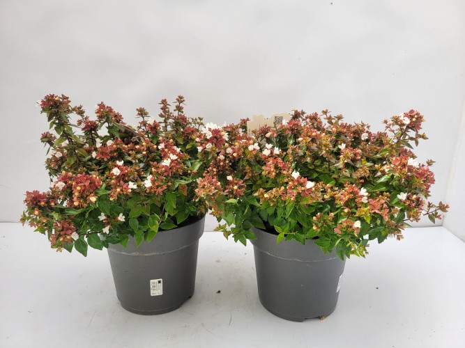 Abelia grandiflora 'Lady Peach' Abelia grandiflora 'Lady Peach'