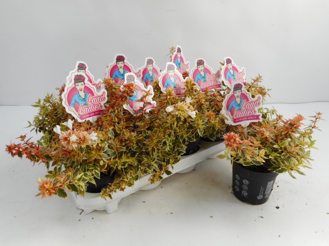Abelia grandiflora 'Little Lady' Abelia grandiflora 'Little Lady'