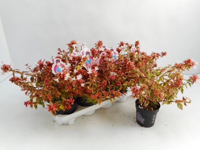 Abelia grandiflora 'Lady Summerdream'