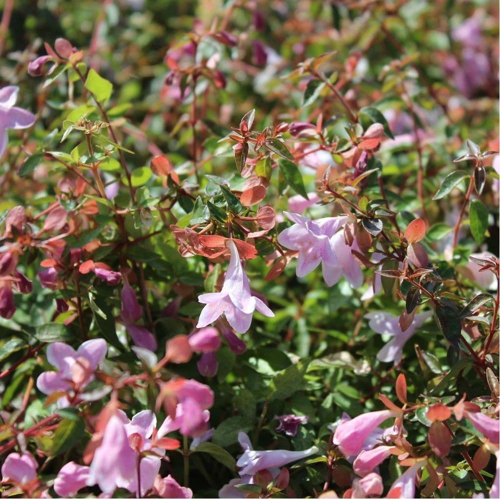 Abelia 'Pinky Bells' ® Abelia 'Pinky Bells' ®