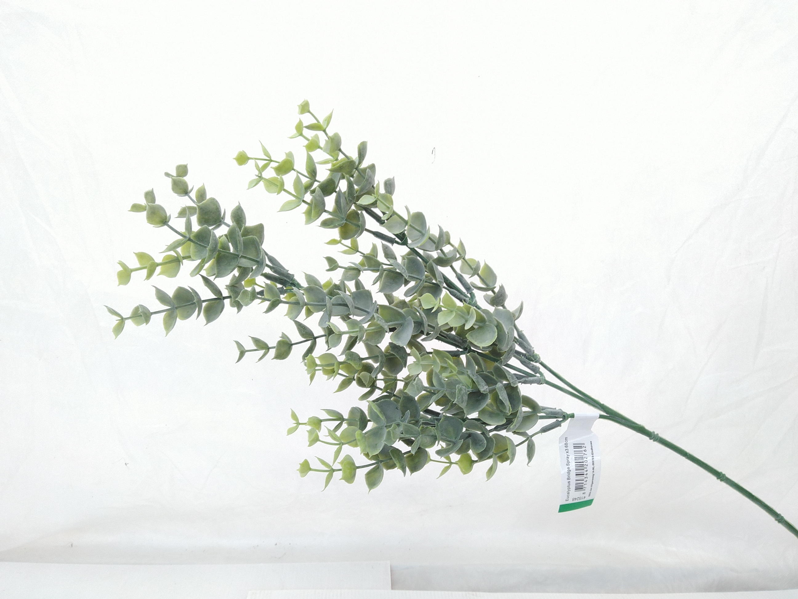 Zijdebloem Eucalyptus
