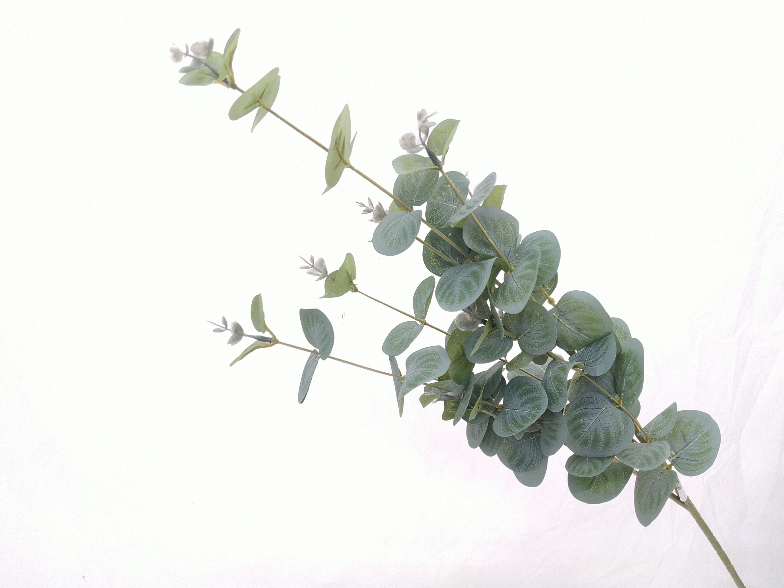 Zijdebloem Eucalyptus breed