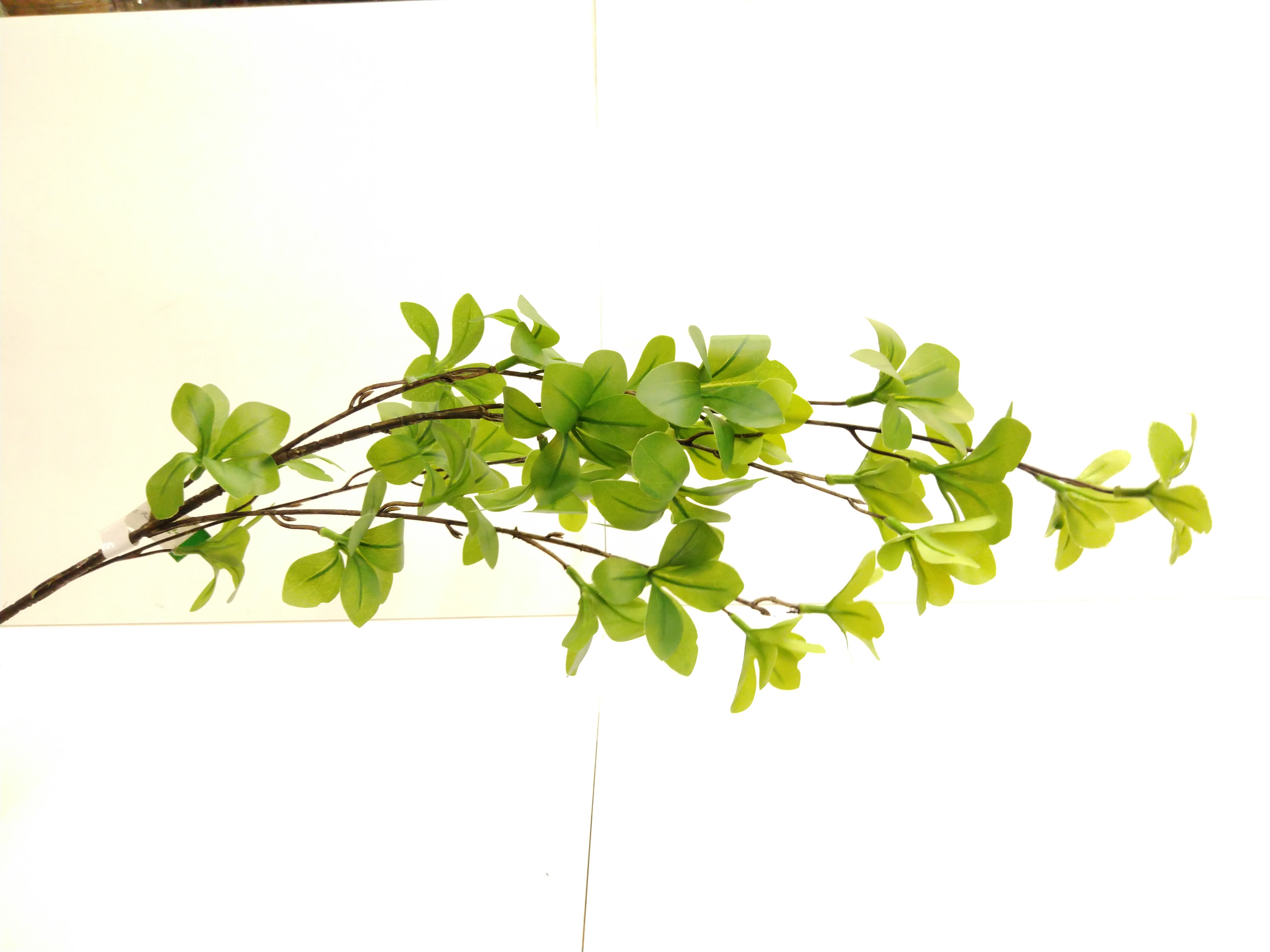 Zijdebloem Tropaeolum Spray groen