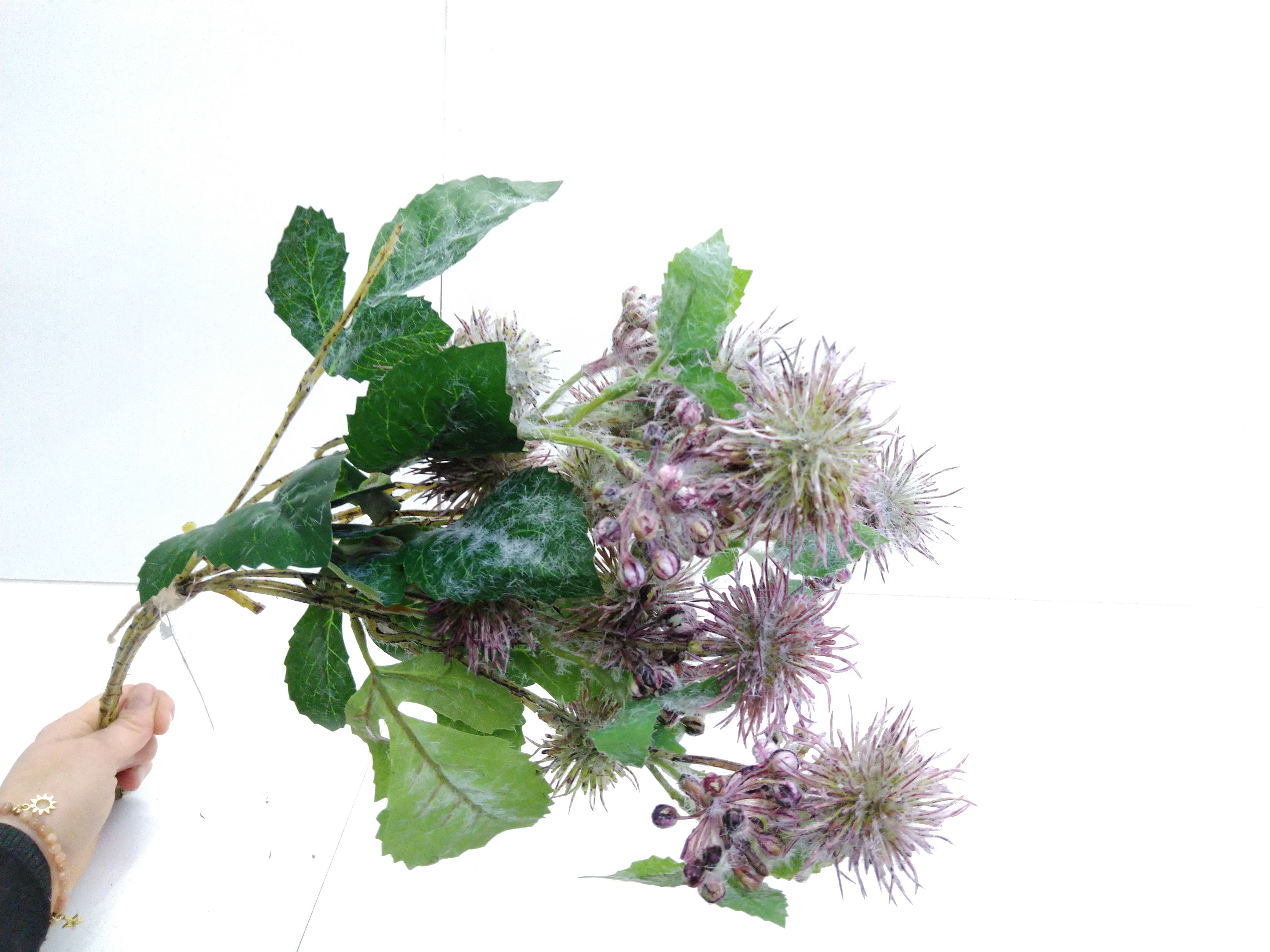 Zijdebloem boeket Purple Needle Cushion Flower