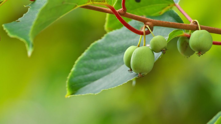 Actinidia arguta 'Issai' Actinidia arguta 'Issai'