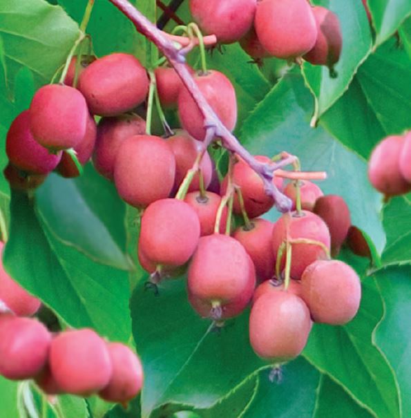 Actinidia arguta Ken's Red