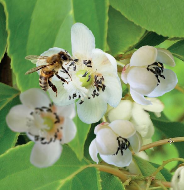 Actinidia arguta 'Weikii'