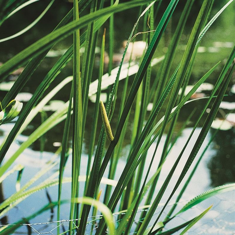 Acorus calamus Acorus calamus