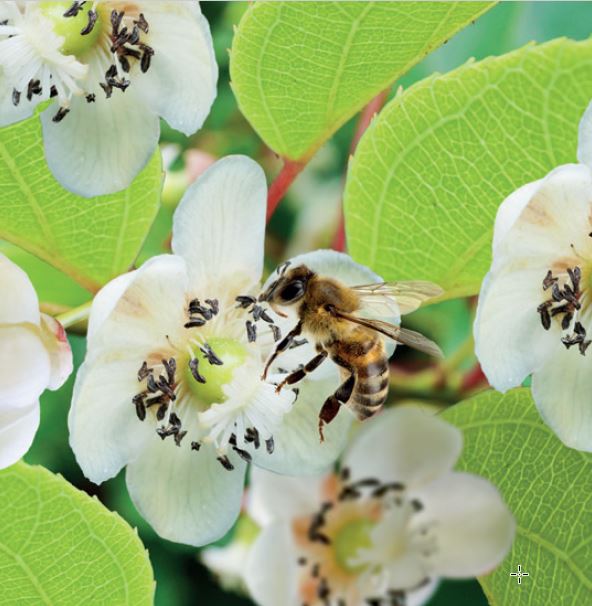 Actinidia chinensis 'Atlas'