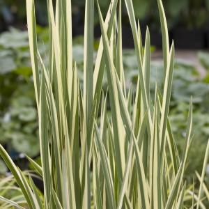 Acorus calamus 'Gramineus'