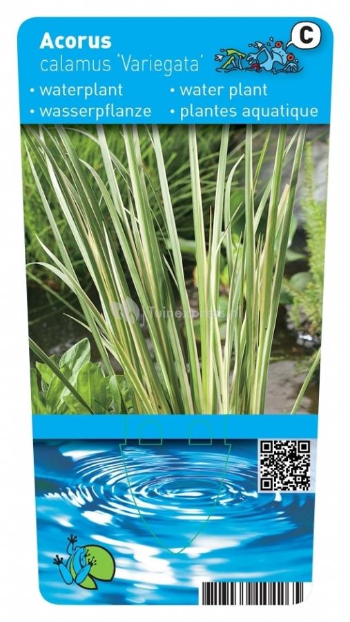 Acorus calamus 'Gramineus'