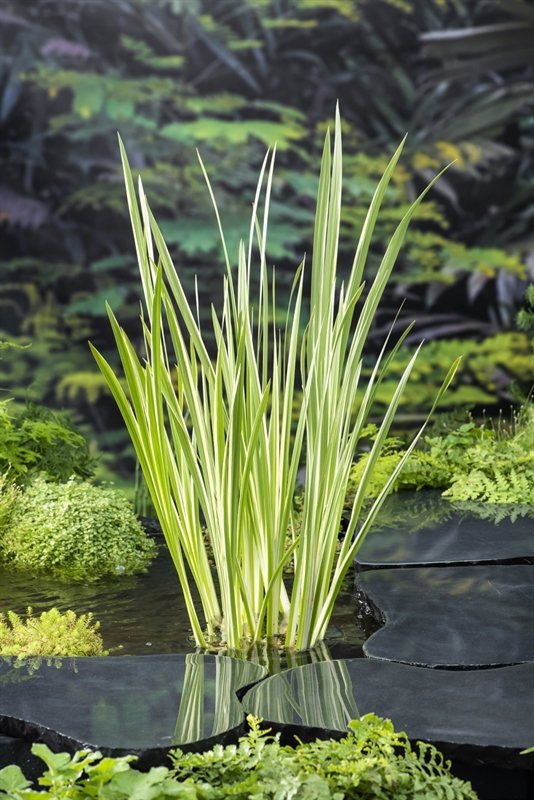 Acorus calamus 'Variegatus' Acorus calamus 'Variegatus'