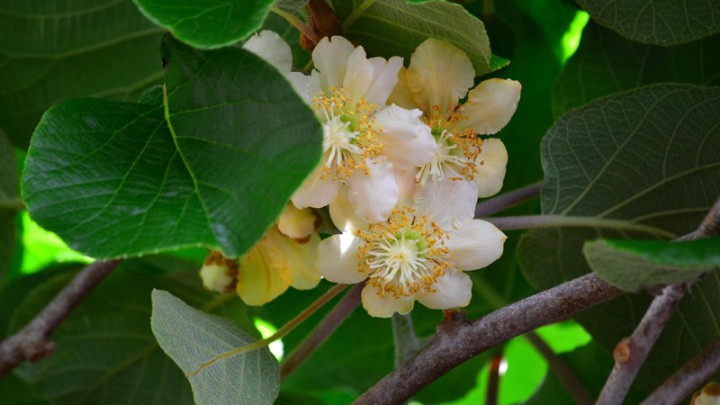 Actinidia deliciosa 'Atlas' Actinidia deliciosa 'Atlas'