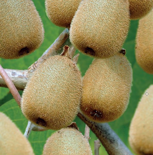 Actinidia deliciosa 'Hayward'
