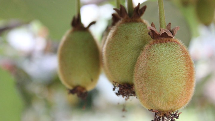 Actinidia deliciosa 'Jenny' Actinidia deliciosa 'Jenny'