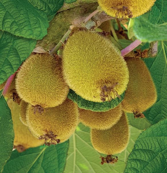 Actinidia deliciosa 'Jenny'