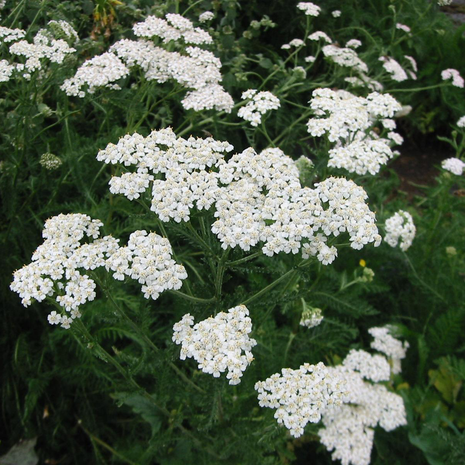 Achillea millefolium Achillea millefolium