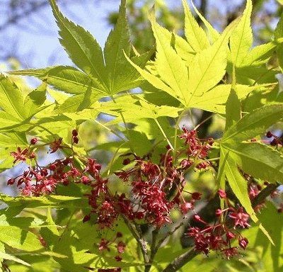 Acer palmatum Acer palmatum