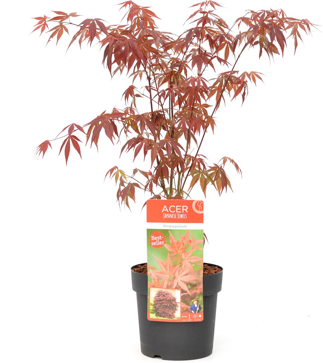 Acer pal. 'Atropurpureum' Acer pal. 'Atropurpureum'