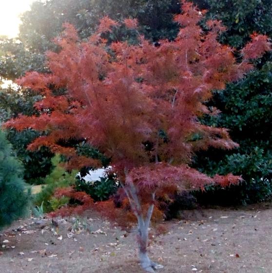 Acer pal. 'Beni-maiko' Acer pal. 'Beni-maiko'