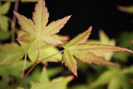 Acer pal. 'Bi-Hoo' Acer pal. 'Bi-Hoo'