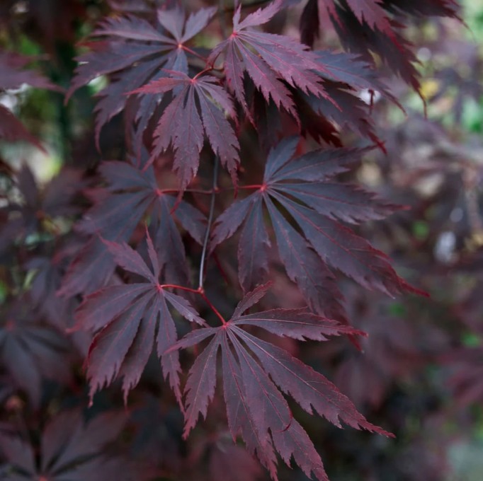 Acer pal. 'Black Lace' ® Acer pal. 'Black Lace' ®