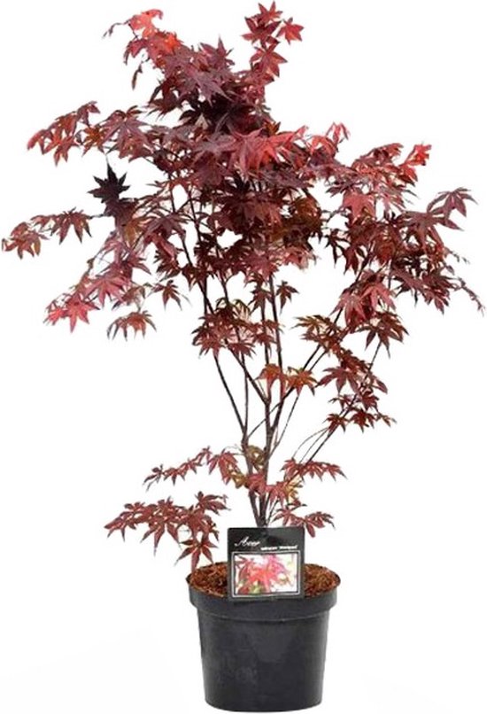 Acer pal. 'Bloodgood'