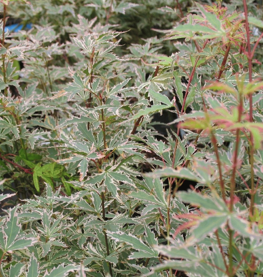 Acer pal. 'Butterfly' Acer pal. 'Butterfly'