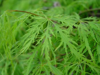 Acer pal. 'Dissectum' Acer pal. 'Dissectum'