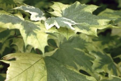 Acer plat. 'Drummondii' Acer plat. 'Drummondii'