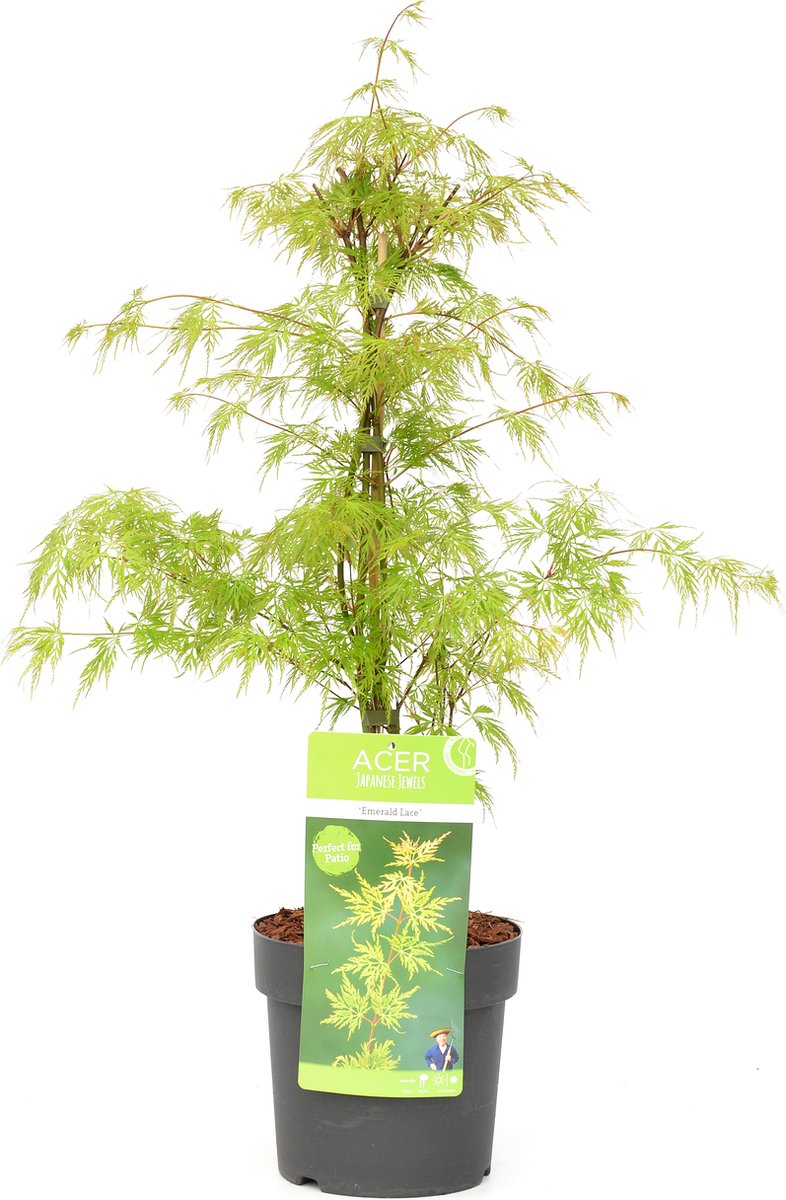 Acer pal. 'Emerald Lace' Acer pal. 'Emerald Lace'
