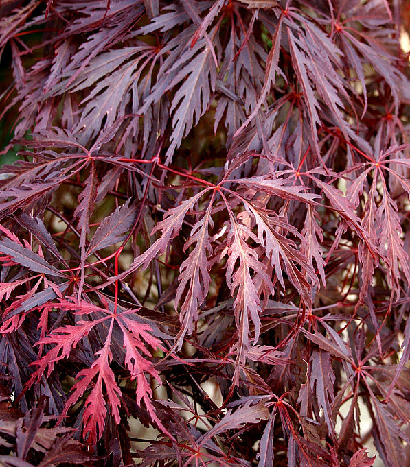 Acer pal. 'Garnet' Acer pal. 'Garnet'