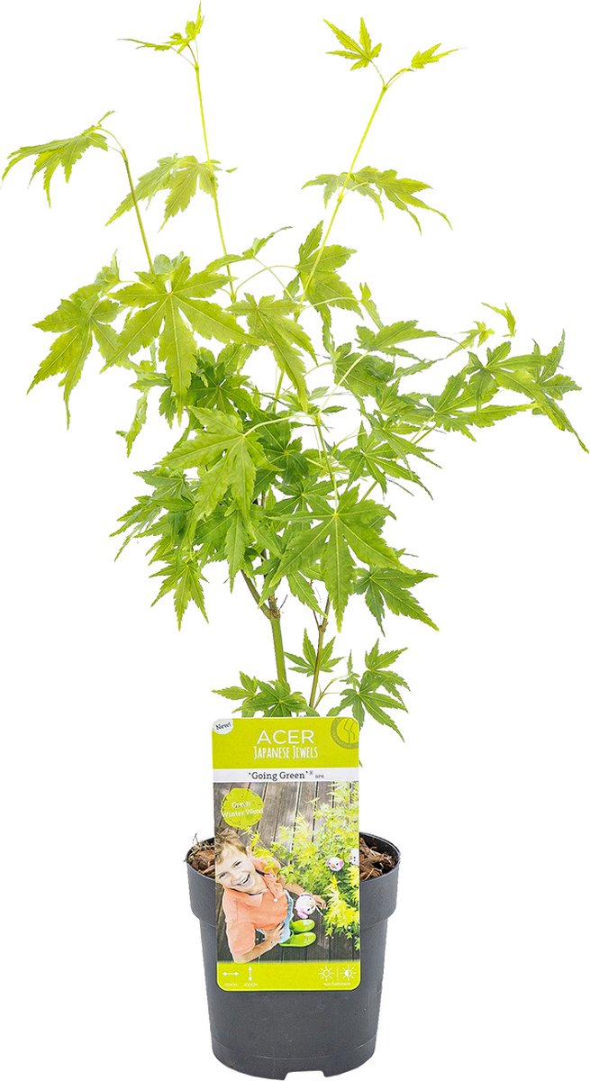 Acer pal. 'Going Green'® Acer pal. 'Going Green'®