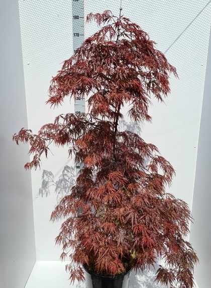 Acer pal. 'Inaba-shidare'