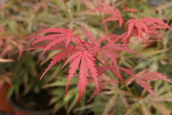 Acer pal. 'Jerre Schwartz' Acer pal. 'Jerre Schwartz'