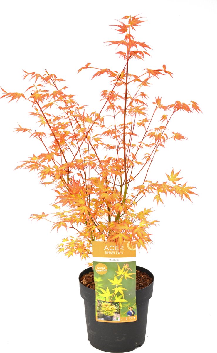 Acer pal. 'Katsura'