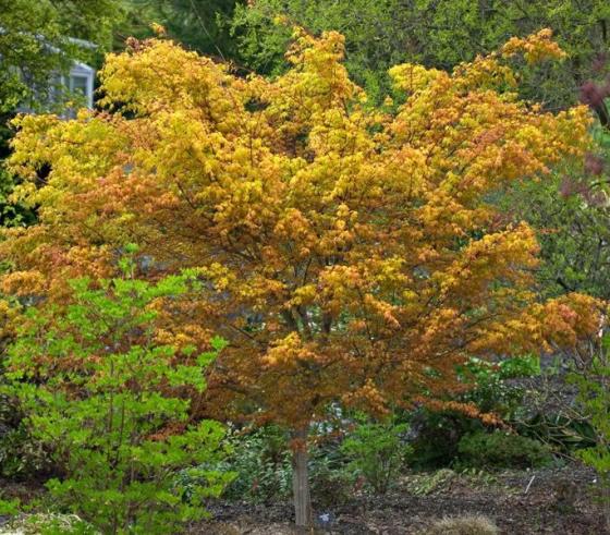 Acer pal. 'Katsura'