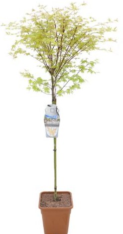 Acer pal. 'Katsura'