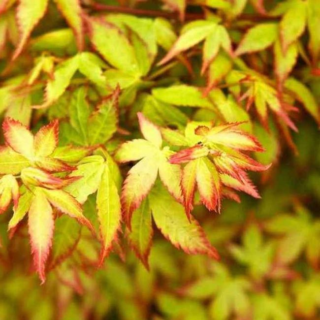 Acer pal. 'Little Princess'