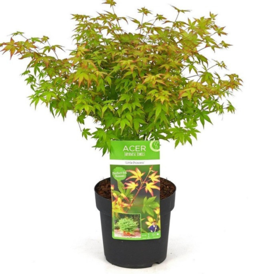 Acer pal. 'Little Princess'