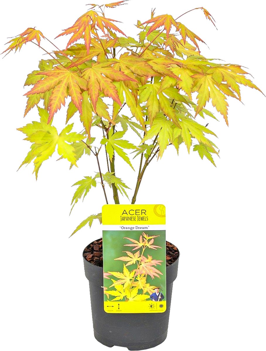 Acer pal. 'Orange Dream'