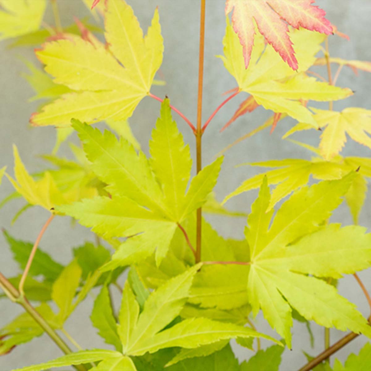 Acer pal. 'Orange Dream'