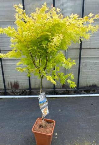 Acer pal. 'Orange Dream'