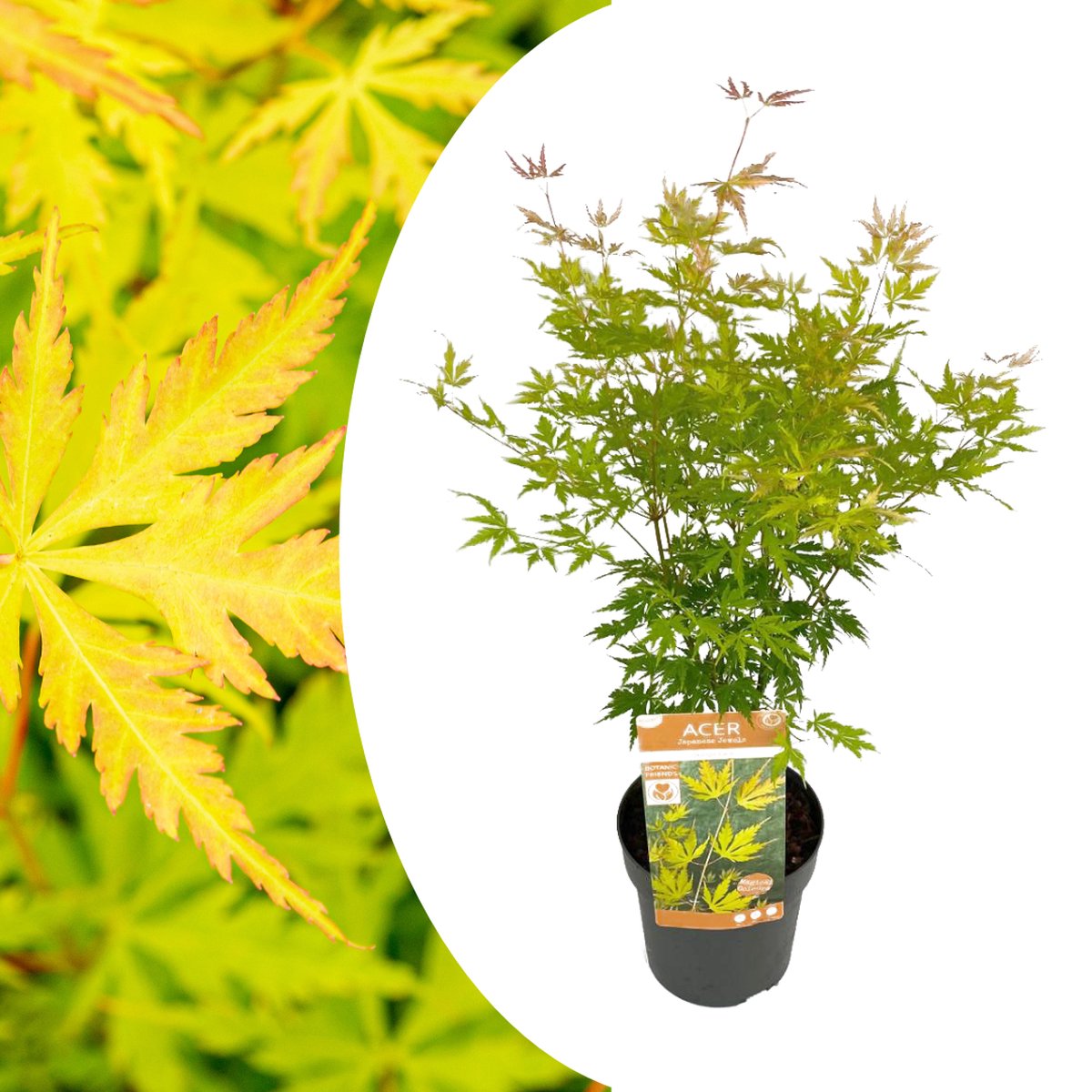 Acer pal. 'Orange Lace' ® Acer pal. 'Orange Lace' ®